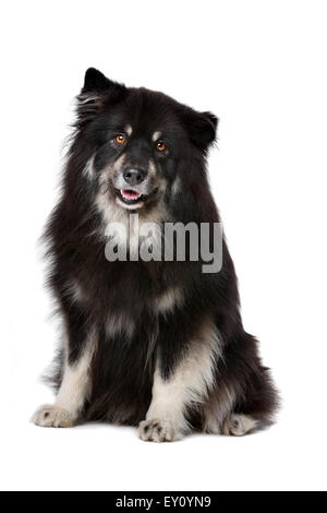 Finnish Lapphund in front of a white background Stock Photo - Alamy