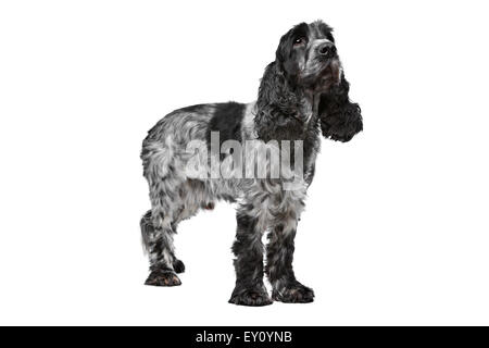 Dark blue roan Cocker Spaniel in front of a white background Stock Photo