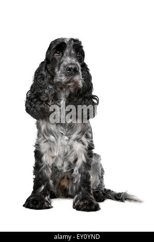 Dark blue roan Cocker Spaniel in front of a white background Stock Photo