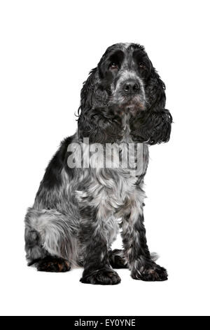 Dark blue roan Cocker Spaniel in front of a white background Stock Photo