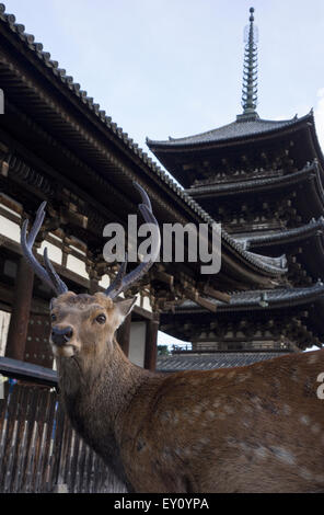 Free roaming deer in front of a temple at Nara Park, Japan. Stock Photo