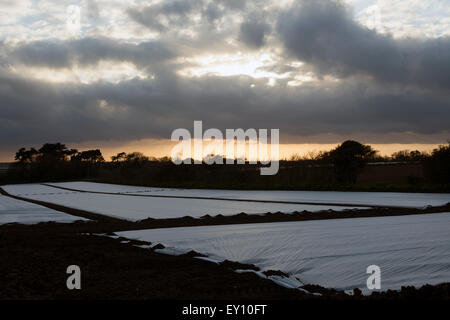 Fleece covering a potato crop, Bawdsey, Suffolk, UK. Stock Photo