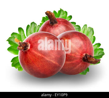 Red gooseberry isolated on a white background Stock Photo