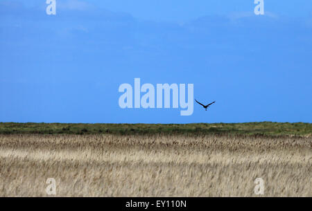 Marsh Harrier over the reed beds at Titchwell on the Norfolk Coast. Stock Photo