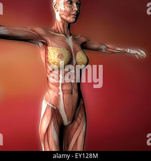 Female body muscles illustration on red background Stock Photo