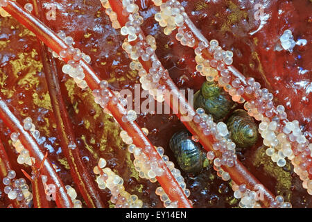 Pacific Herring ( Clupea pallasii ) eggs on Red Spaghetti algae (Gracilariopsis), Nanaimo, Vancouver Island, British Columbia Stock Photo