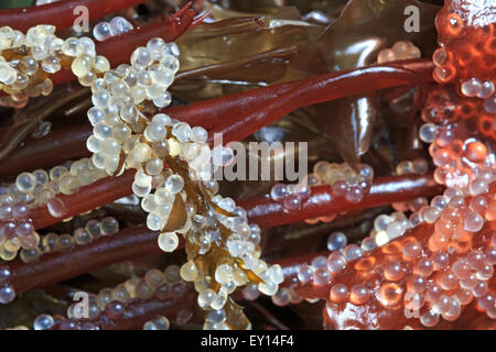 Pacific Herring ( Clupea pallasii ) eggs on seaweed, Nanaimo, Vancouver Island, British Columbia Stock Photo