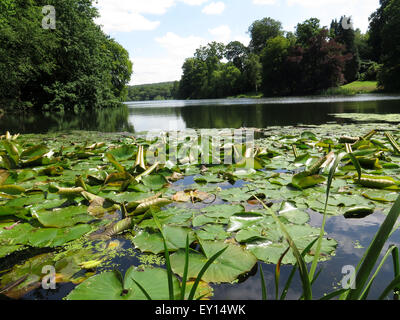 Lilies on the lake at Harewood House, Nr Leeds, Yorkshire Stock Photo