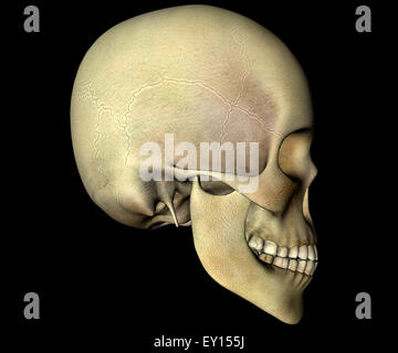 3d render human Skull Stock Photo