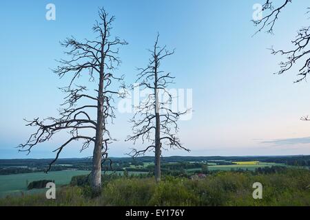 Two old trees standing alone on the hill. Beautiful landscape in calm summer night in Finland. Stock Photo