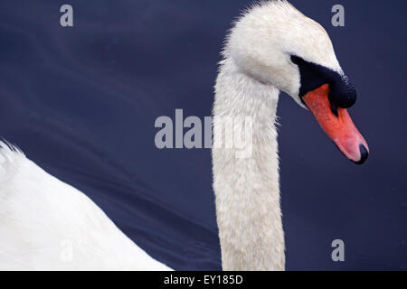 Mute Swan Closeup Portrait swimming in the peconic river long island new york north fork east end Stock Photo