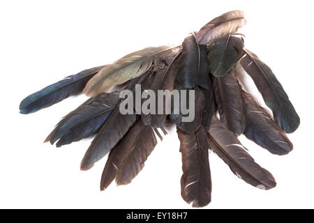 pile of feathers in varying shades of gray Stock Photo
