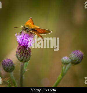 Small skipper butterfly drinking from a thistle flower Stock Photo