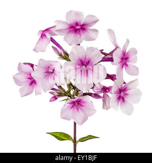 Flowers of phlox, isolated on white background Stock Photo