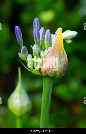 Emerging flowers from the fat bud of Agapanthus 'Bressingham Blue' Stock Photo