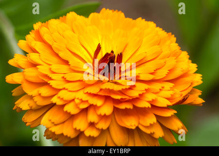 Orange double flower of the hardy annual Calendula officinalis 'Indian Prince' Stock Photo