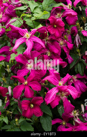 July flowers of the hardy climber, Clematis viticella 'Madame Julia Correvon' Stock Photo