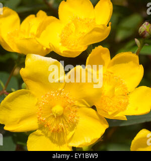 Large yellow flowers of the long flowering hybrid, Hypericum 'Hidcote' Stock Photo