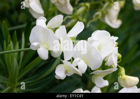 Pure white flowers fo the perennial climbing pea, Lathyrus latifolius 'White Pearl' Stock Photo