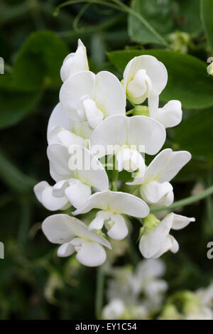Pure white flowers of the perennial climbing pea, Lathyrus latifolius 'White Pearl' Stock Photo