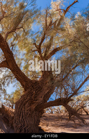 Gaz trees in Dashte Lut desert. Stock Photo