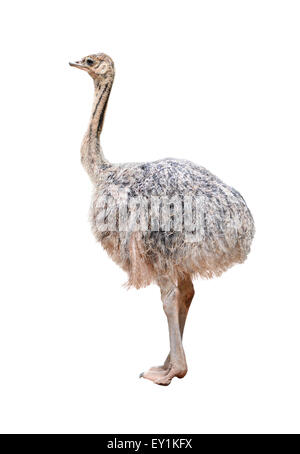 a baby ostrich isolated on white background Stock Photo