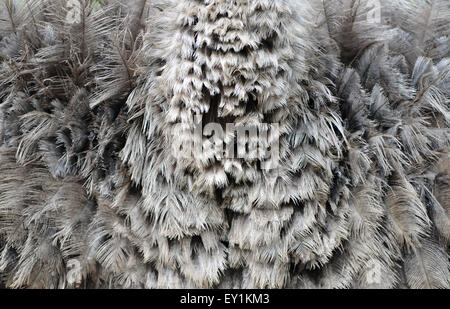 textured of an ostrich feather Stock Photo