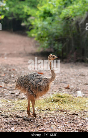 a baby ostrich in zoo Stock Photo