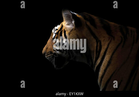 bengal tiger in the dark night Stock Photo