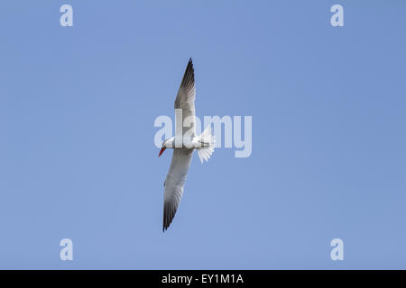 Elegant tern, Thalasseus elegans, in flight on a blue sky in Huntington Beach, Southern California Stock Photo