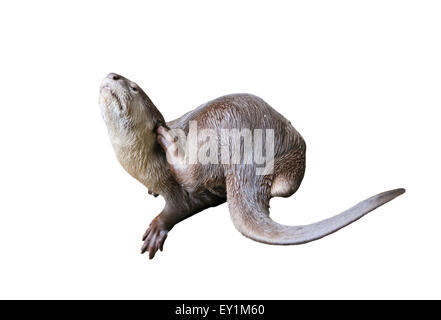 Smooth coated otter ( Lutrogale perspicillata ) isolated on white background Stock Photo