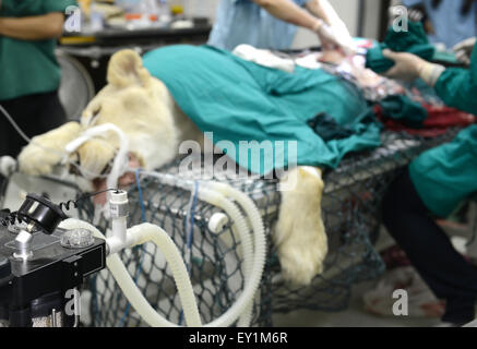 Veterinarian performing an operation on a lion in the operating room Stock Photo