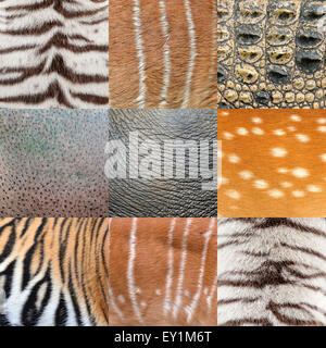 textured of an animals skin Stock Photo