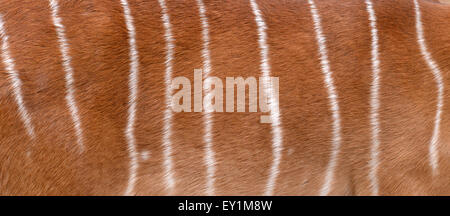 textured of nyala fur can use for background Stock Photo
