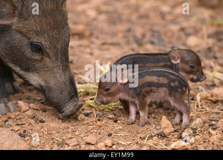 baby wild boar with their mum Stock Photo