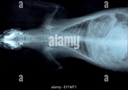 x ray picture of wild animal skeleton Stock Photo