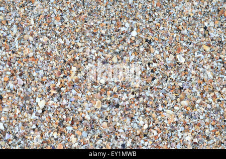 variety of broken seashells on a beach. Stock Photo