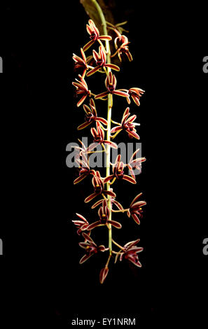 Cymbidium aloifolium on dark background, wild orchid in thailand Stock Photo