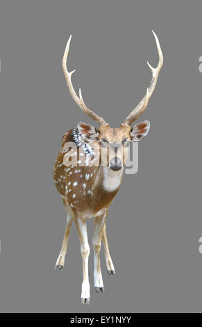 male axis deer or chital isolated on gray background Stock Photo
