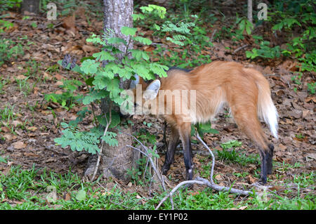 maned wolf in natuer Stock Photo