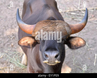 close up image of the gaur head Stock Photo