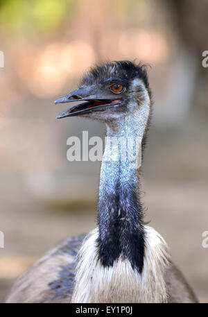 close up of australian emu head in nature Stock Photo