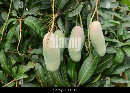 fresh mango on tree in the orchard Stock Photo