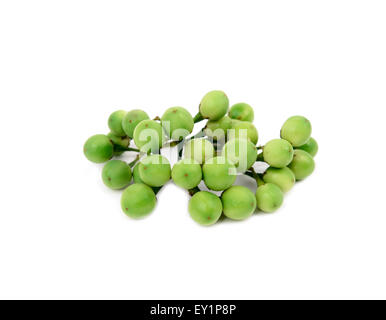 turkey berry isolated on white background Stock Photo