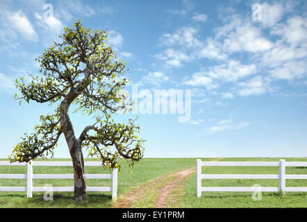 white fence on green grass with blue sky Stock Photo