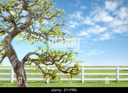 white fence on green grass with blue sky Stock Photo