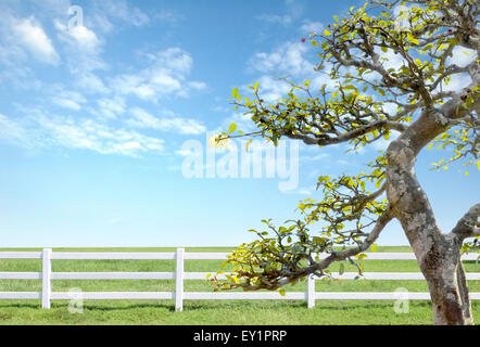 white fence on green grass with blue sky Stock Photo