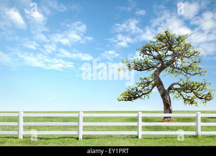 white fence on green grass with blue sky Stock Photo