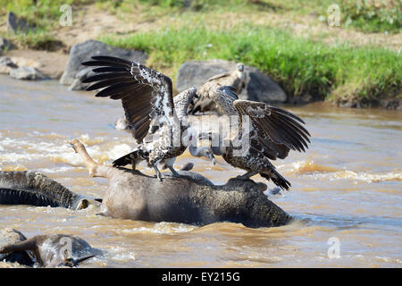 Rüppell's Vulture (Gyps rueppelli) on wildebeest carcass, Mara River, Maasai Mara National Reserve, Kenya Stock Photo