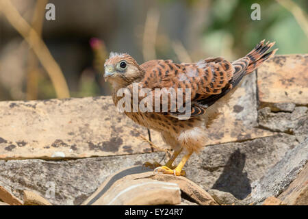 Lesser Kestrel, Chick, Matera, Basilicata, Italy (Falco naumanni) Stock Photo